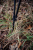 Pastorał Seeland Shooting stick Black