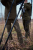 Pastorał Seeland Shooting stick Black